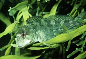Blennys: BLENNY / Shanny