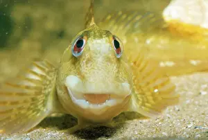 Blenny: Blenny / Shanny