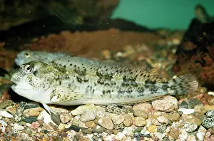 Blenny: BLENNY / Shanny fish