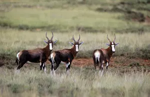 Dorcas: BLESBOK - three