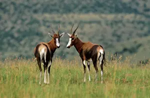 Dorcas: BLESBOK