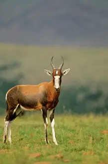 Dorcas: BLESBOK