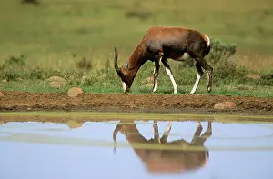 Browsing: BLESBOK