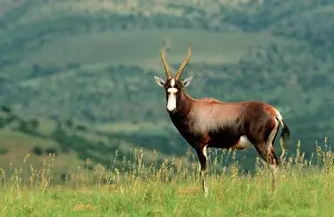 Dorcas: BLESBOK