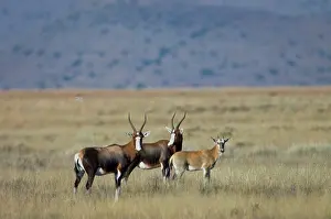 Dorcas: Blesbok - with calf