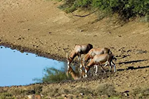 Dorcas: Blesbok - drinking
