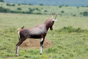 Dorcas: Blesbok - Male displaying on stamping ground