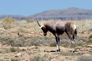 Dorcas: Blesbok - male in territorial display pose