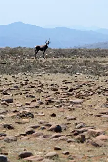 Dorcas: Blesbok - in rocky grassland habitat