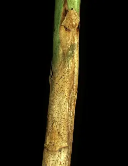 Aubergine: Blight