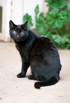 Defect: BLIND CAT