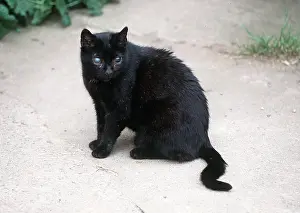 Blind: BLIND CAT