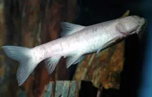 Mutations: Blind cave fish