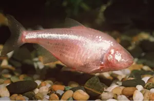 Blind: BLIND CAVE FISH