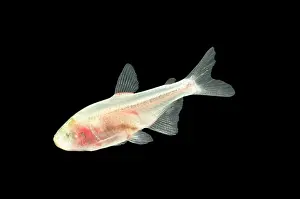 Tetra: Blind Cave TETRA FISH