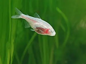 Tetra: Blind cave tetra - side view, tropical freshwater