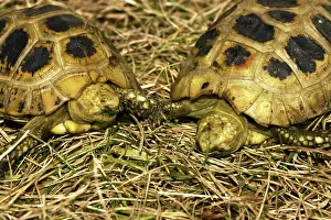 Developmental: Blind elongated tortoises