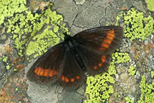 Ringlet: Blind Ringlet