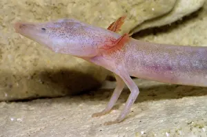 Eurycea: Blind Salamander