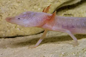 Eurycea: Blind Salamander