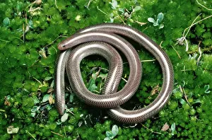 Coils: Blind SNAKE