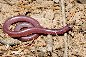 Typhlopidae: Blind snake