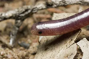 Typhlopidae: Blind snake