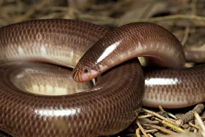 Blind: Blind Snake, Australia