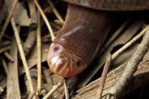 Blind: Blind Snake, Australia