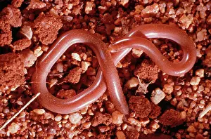 Ramphotyphlops: Blind Snake - On gravel