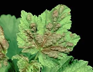 Currant: Blister Aphid Damage