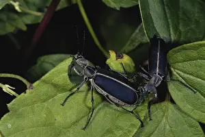 Marginata: Blister Beetle Courtship