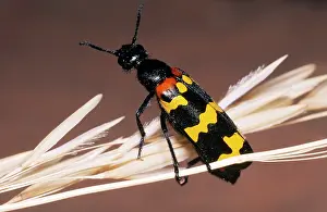 Blister: Blister Beetle - warning colours