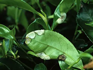 Cameron: Blister blight on tea leaves