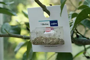 Hatched: Blister Pack of Aphidoletes Aphidimyza