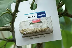 Hatched: Blister Pack of Aphidoletes Aphidimyza