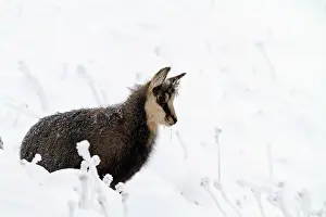 Rupicapra: after a blizzard night, with frosted fur
