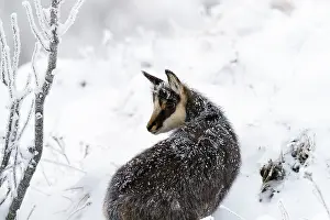 Rupicapra: after a blizzard night, with frosted fur