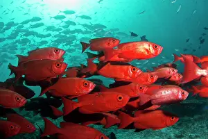 Schools: Bloch's Bigeye