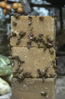 Attracted: Blocks of molasses covered in bees