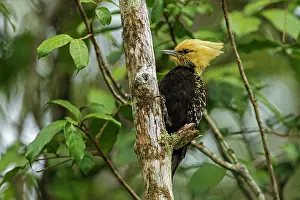 Blond: Blond-crested Woodpecker, Atlantic Forest, Sao Paulo