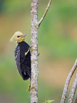 Bill Coster: Blond Crested Woodpecker female Celeus flavescens