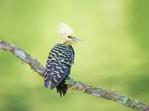 Bill Coster: Blond Crested Woodpecker female Celeus flavescens