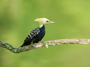 Bill Coster: Blond Crested Woodpecker female Celeus flavescens