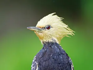 Bill Coster: Blond Crested Woodpecker female head shot Celeus