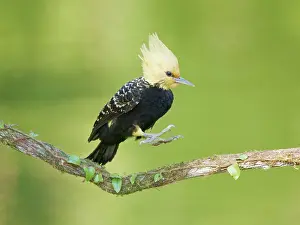 Bill Coster: Blond Crested Woodpecker female jumping Celeus flavescens