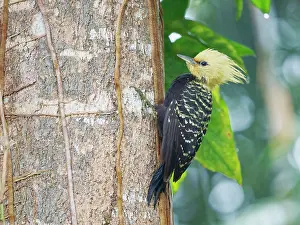Bill Coster: Blond Crested Woodpecker female on treetrunk Celeus