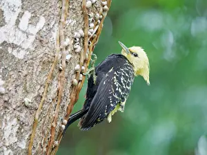Bill Coster: Blond Crested Woodpecker female on treetrunk Celeus