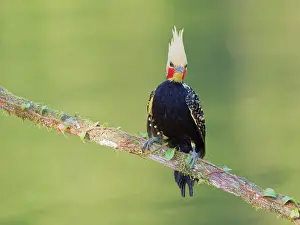 Bill Coster: Blond Crested Woodpecker male Celeus flavescens