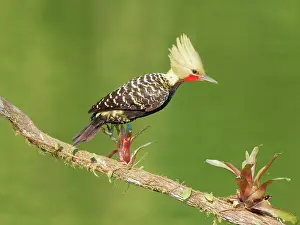 Bill Coster: Blond Crested Woodpecker male jumping seq 1 Celeus